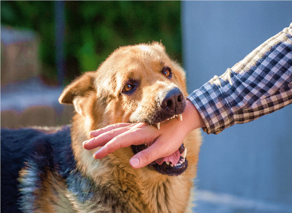 5 Common Dog Bite Injuries a Personal Injury Attorney Can Help You Recover For